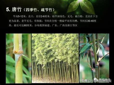 二黑位化解2023 觀賞竹品種